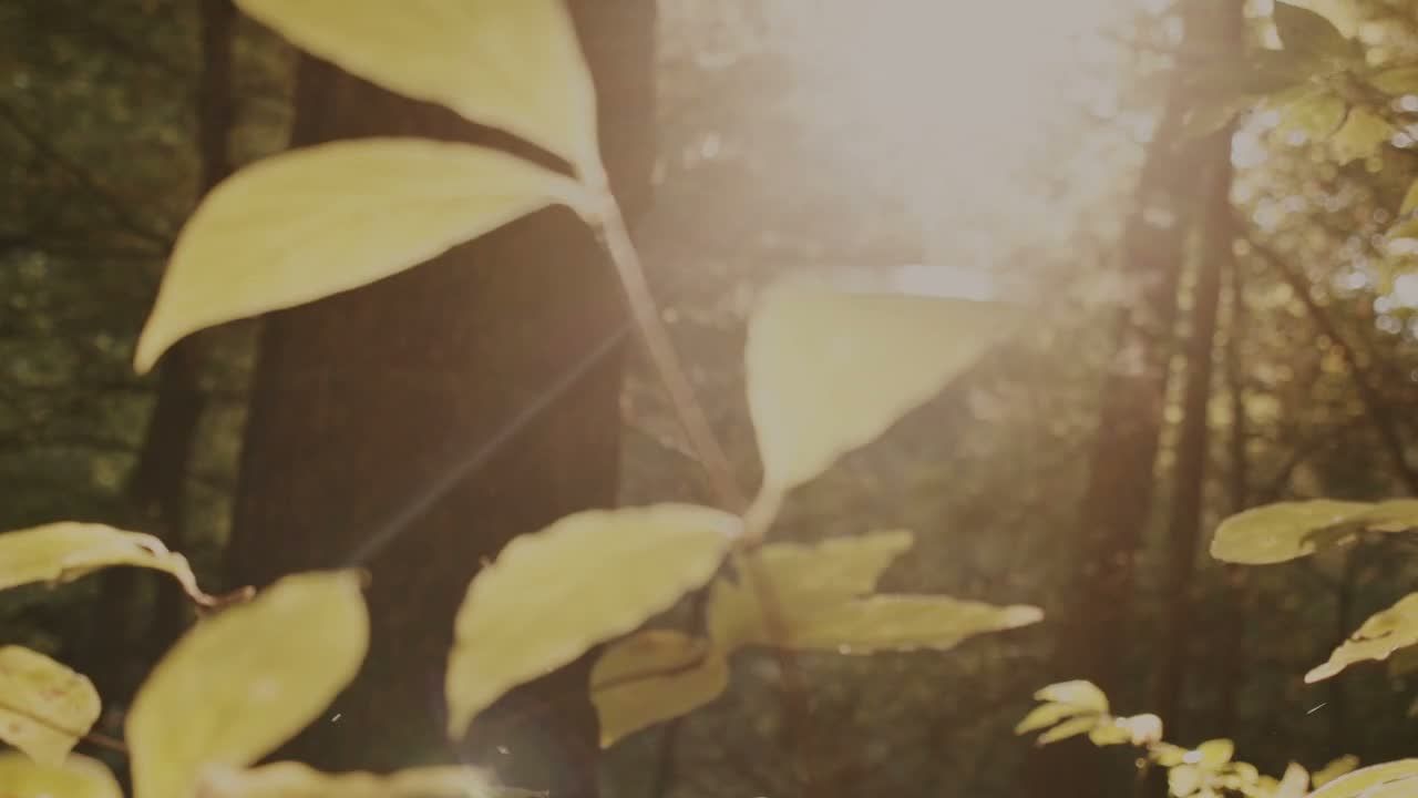 Sunlight moving through autumn leaves in a Michigan woodland