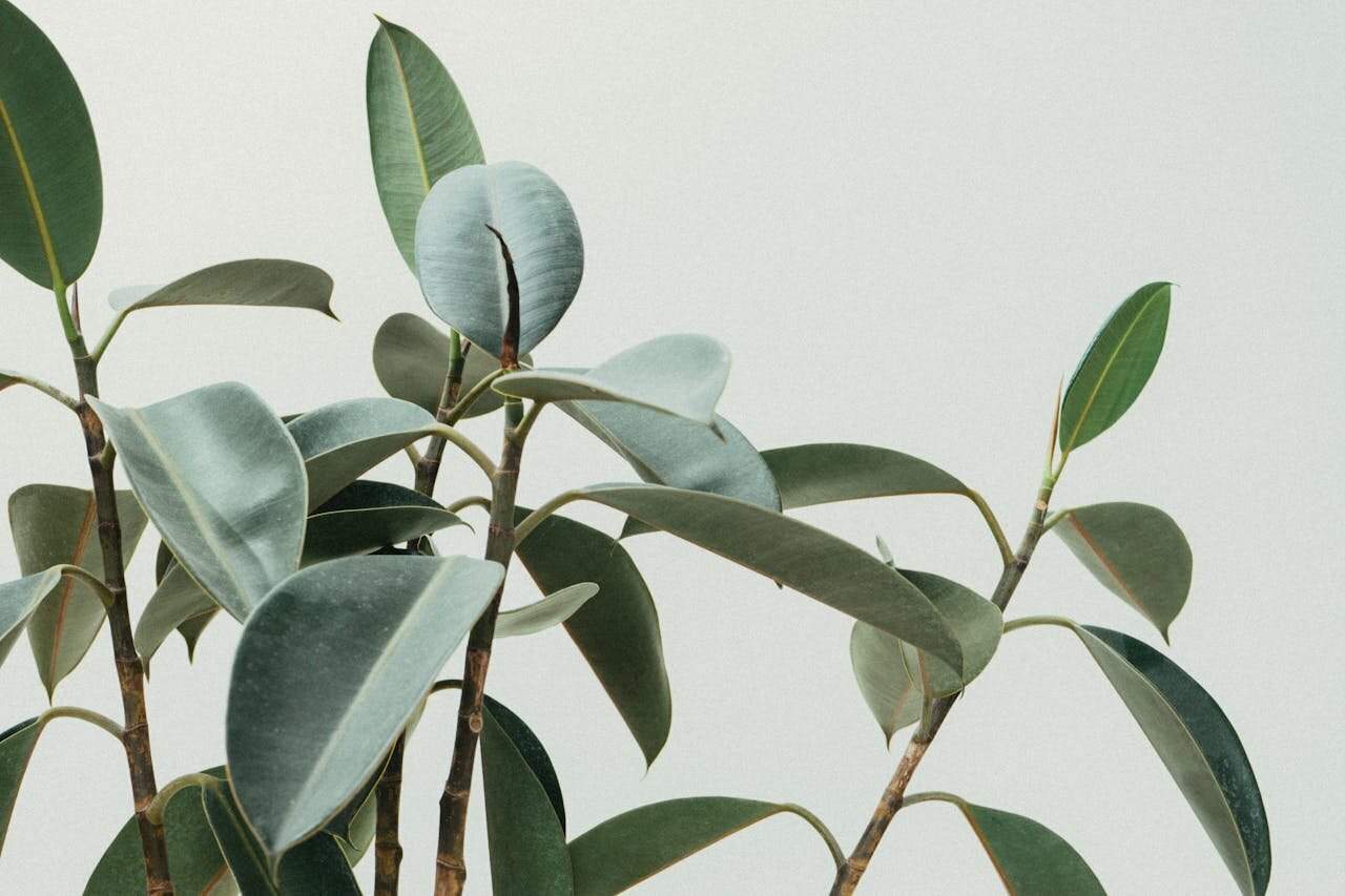 Green foliage in soft daylight